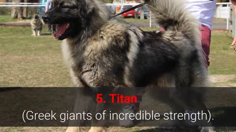 🐕 TOP 10 Strongest Dog Names - for Male And Female Dogs