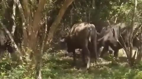 Wild Animals 2022||wild discovery animals|| most amazing video
