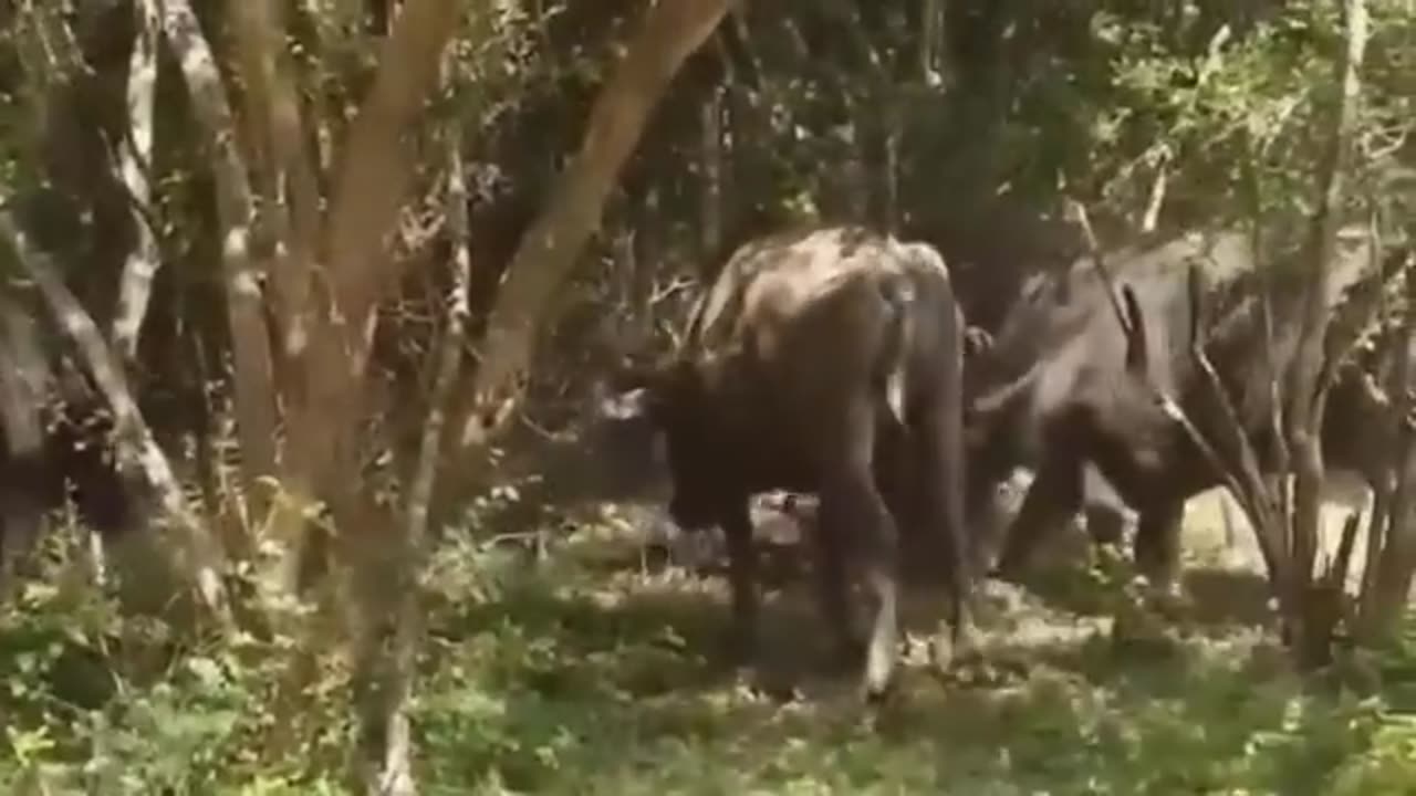 Wild Animals 2022||wild discovery animals|| most amazing video