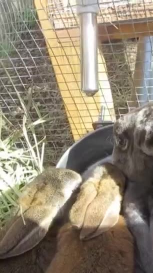 Adorable Baby Bunnies Growing #babyanimals #rabbits #peace 528 Hz Tuning #frequencyhealing #528hz