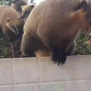 Feeding animals... Tops