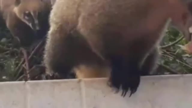 Feeding animals... Tops