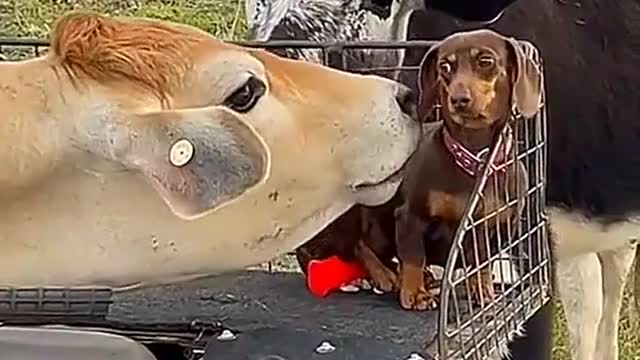 The willow didn't want the cow to lick it at all
