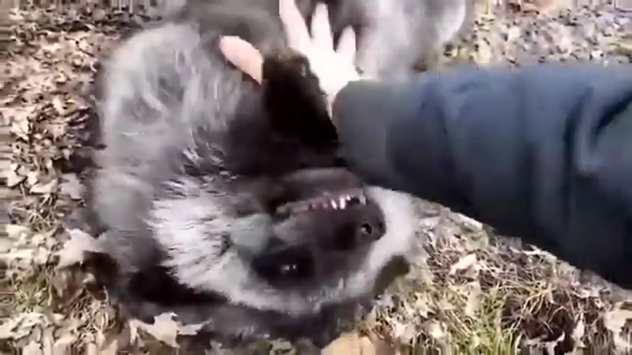 Funny Pets