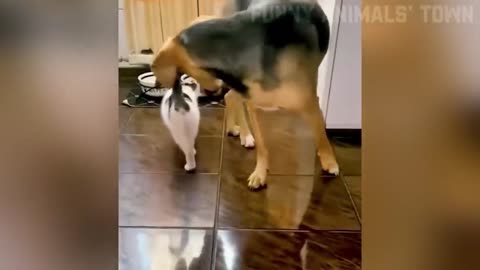 Funny animals