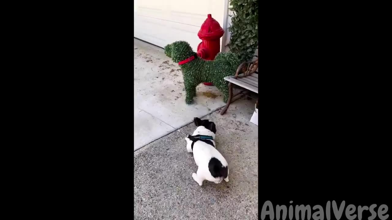 Try not to laugh animals