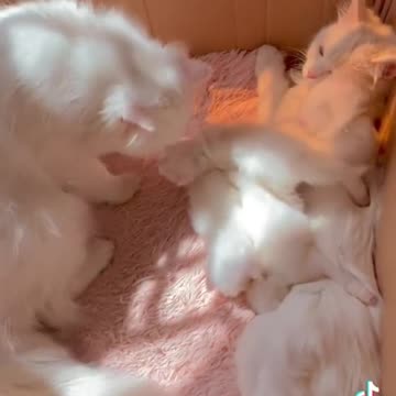 cute family 🥰🥰🥰