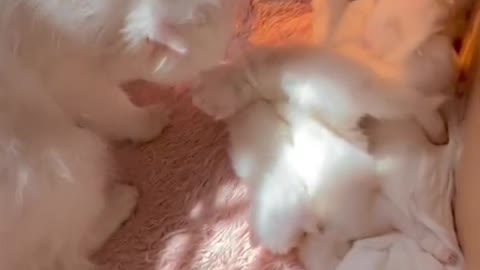 cute family 🥰🥰🥰