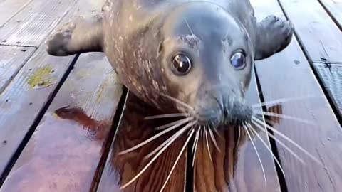 The cutest seal you will see today!!