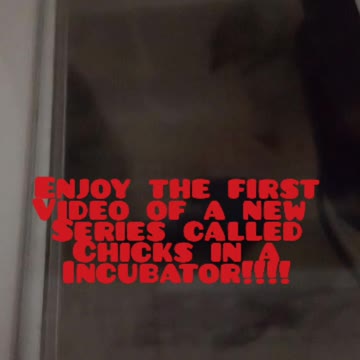 Chicks in a Incubator Part 1