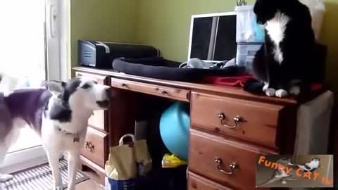 Cat and dog meeting reaction