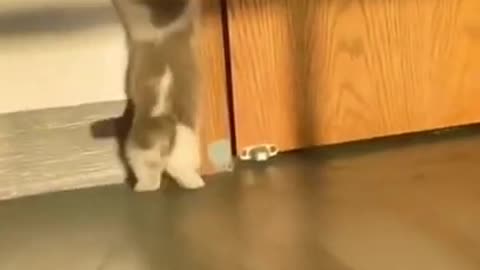 Little kitten_High energy