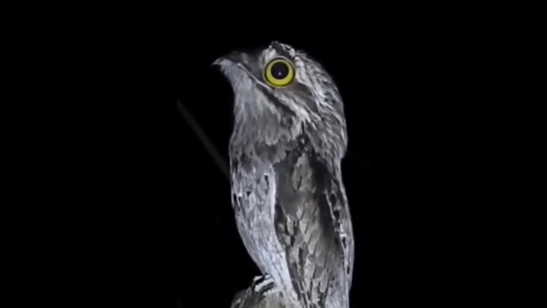 the sound of a night bird  urutau 