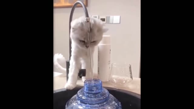 Funny Cats Vedios Try Not to Laugh