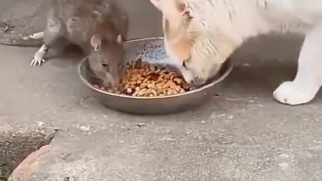 What the fuck how dare you to eat my food