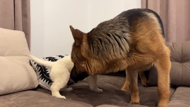 meeting with golden retriever puppy