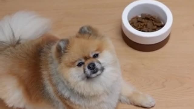 Dogs Food enjoying 🤗 Dog eating food and playing in home so cute dogs funny animals video