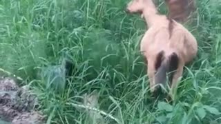 Lady goats get new grub and are lovin' it