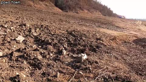 Wolf howling stray puppy looking for mom was rescued from garbage dump