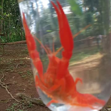 Larry the Lobster is a real character in the Spongebob Movie