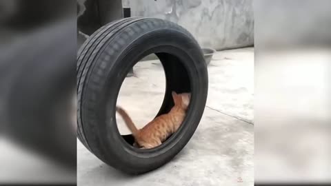 Cat Tyre Wheel