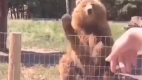 Animals Funny Video