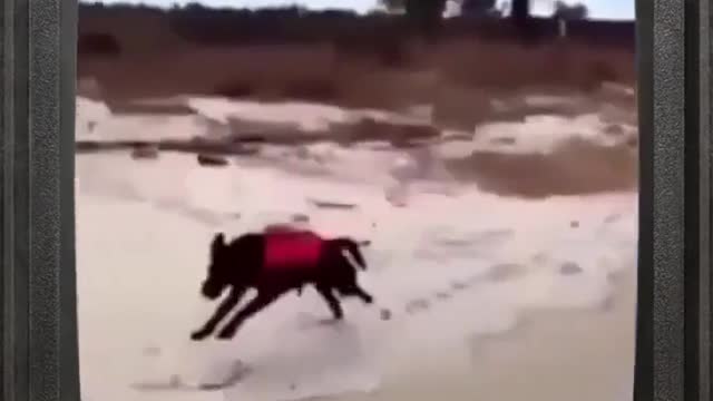 Funny Dog Video