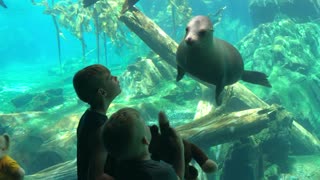 Sea Lion Curious About Kid's Toy