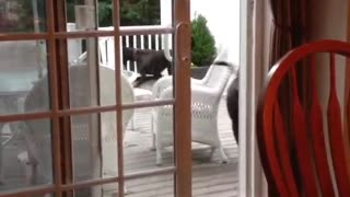 Dog opens sliding glass door