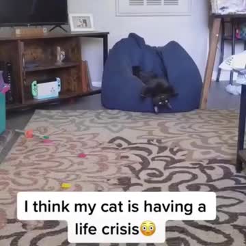 cat damage LCD🤣😂🤣😜