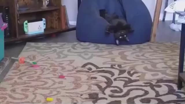 cat damage LCD🤣😂🤣😜