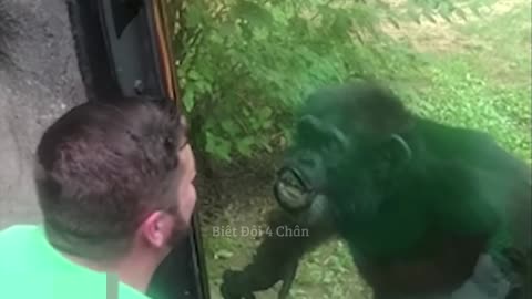 Monkey gave a kiss to Man