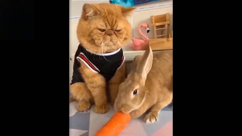 Try Not To Laugh To These Pets actions and reactions