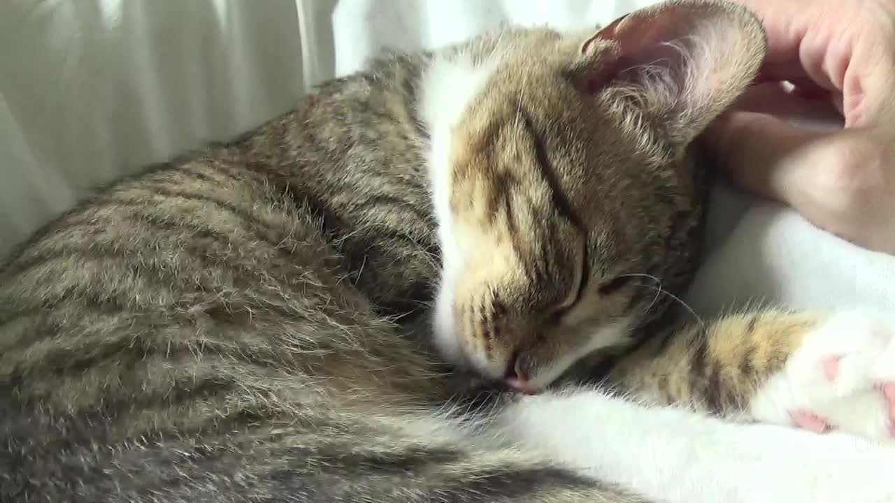I'm so Sleepy in the Morning, that I Don't Even Bother to Eat