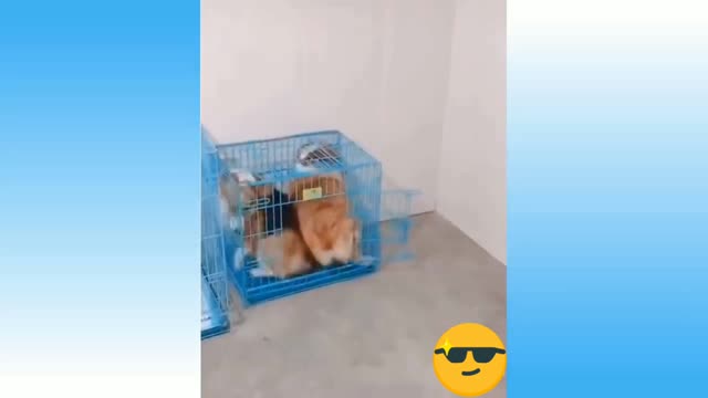 Two Funny Dogs Running for their home cage