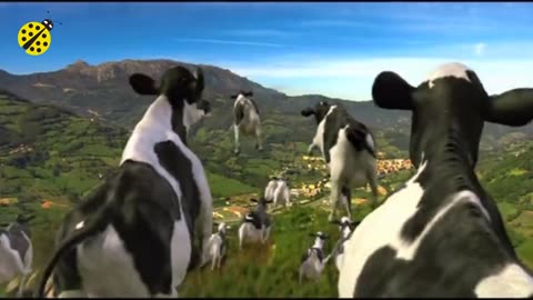 FUNNY COW DANCE | cow dance song & cow video 2024