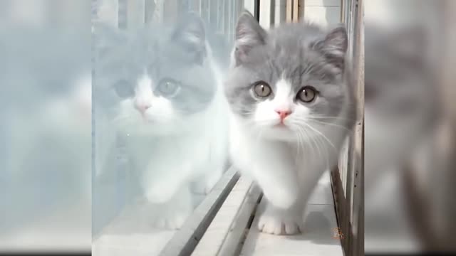 Cute Cat - Funny and Cute Video