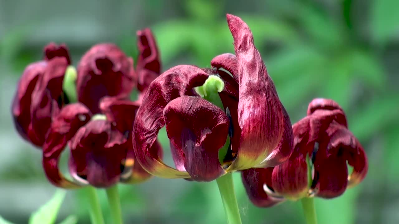 THE BEST LANDSCAPES tulip beautiful red colorful field flowers