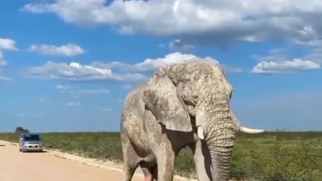 Have You Ever seen a 5 leg elephant