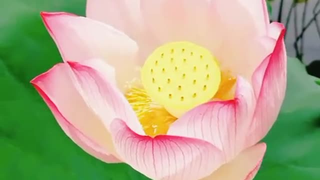 Nice looking flower photography of all kinds.03