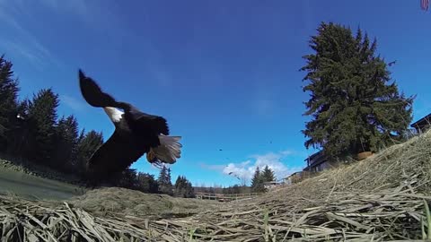 Animals Video Footage - Wildlife Animals 4k