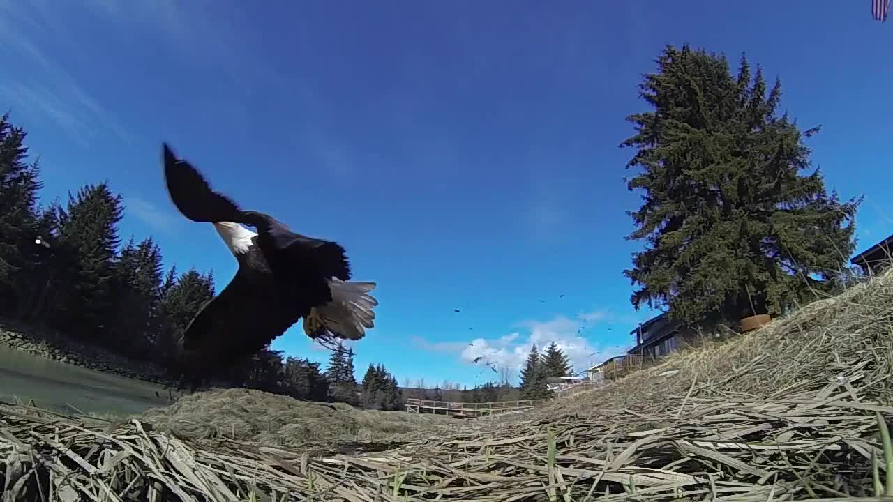 Animals Video Footage - Wildlife Animals 4k