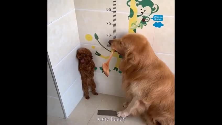 cute dog teaching his little friend a lesson