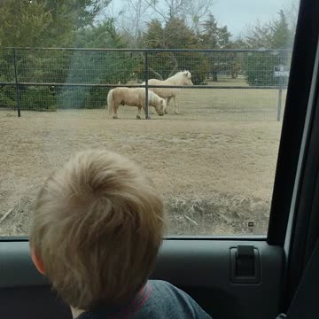 Mini horse and a mini bull