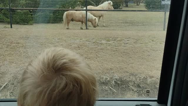 Mini horse and a mini bull