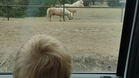 Mini horse and a mini bull