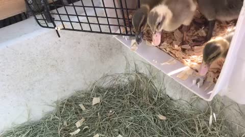 Ducklings jumping into a new day