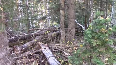 Small Wigwam, Hundreds of Tree Leans