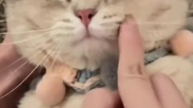 kitten "make me happy"
