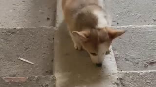 corgi dog climbing the stairs